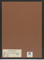 Triceratium kinkerianum Witt. (de-Toni-Nr.: Genus 140, Species 3886) Zeichnungen Sammlung Grunow Mappe 03921 (Herbarium_W_Grunow_drawings_Folder_03921)